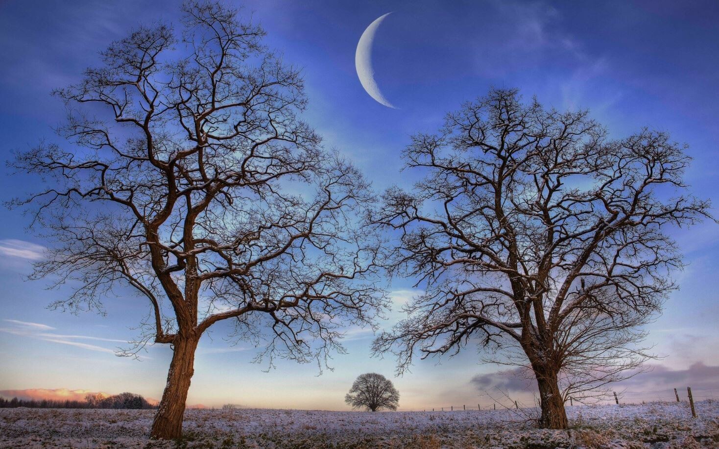 trees moon.jpg