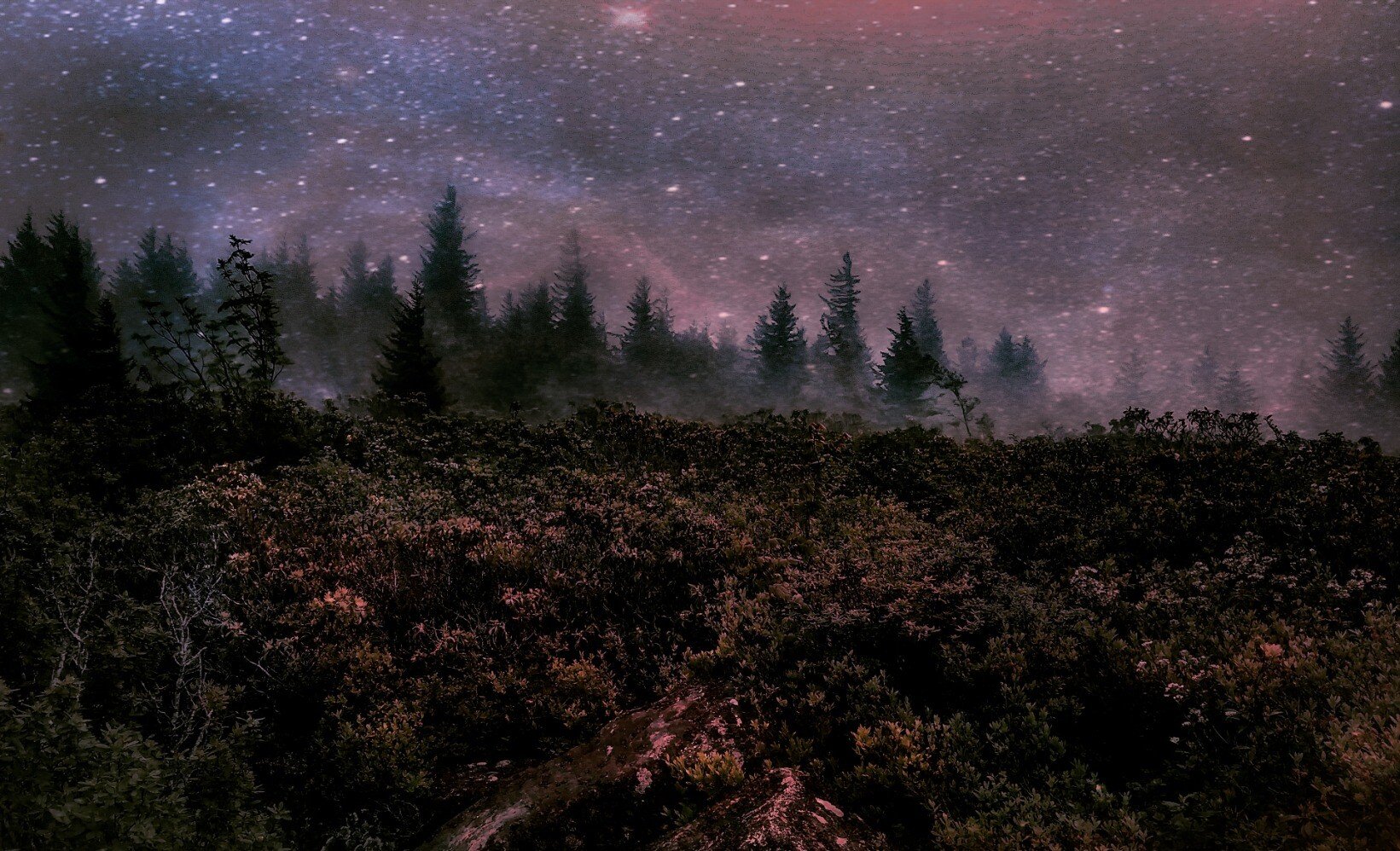trees stars.jpeg