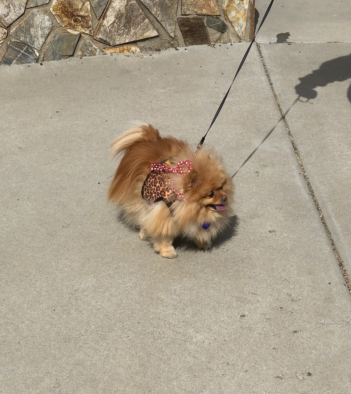 tribble.jpg