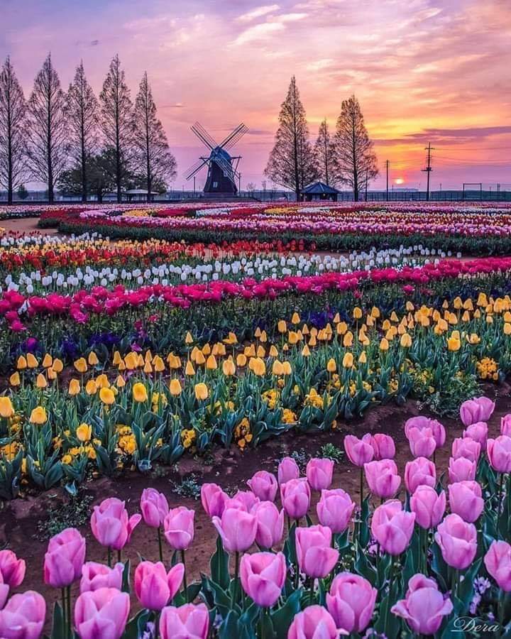 tulips windmill.jpeg