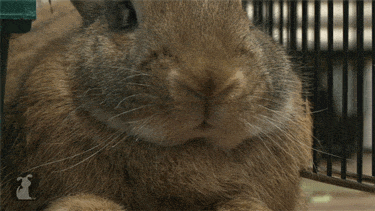 tumblr_mhruo7cR2X1rtpfpio1_400-1.gif