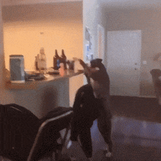 tumblr_pfmu72zu3r1vkzuj9o1_400.gif