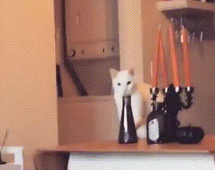 tumblr_pq1fpmGQaC1wu7hpt_540.gif