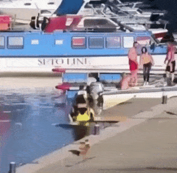 tumblr_pqc19yZmWW1s7km96o1_400.gif