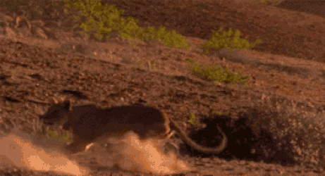 tumblr_pr7uvzaJ8V1toamj8o1_500.gif