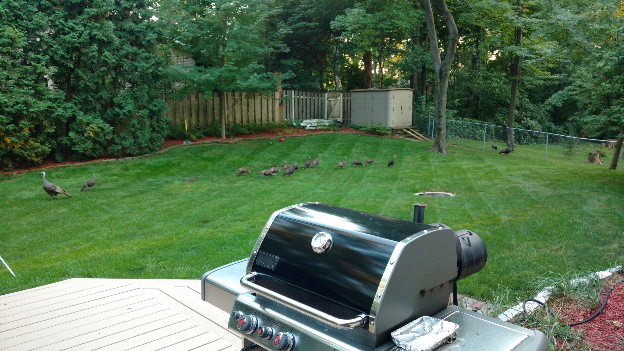 Turkeys in Yard.jpg