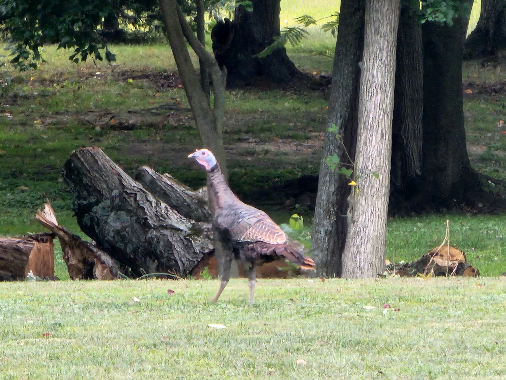 turkeys1.jpg