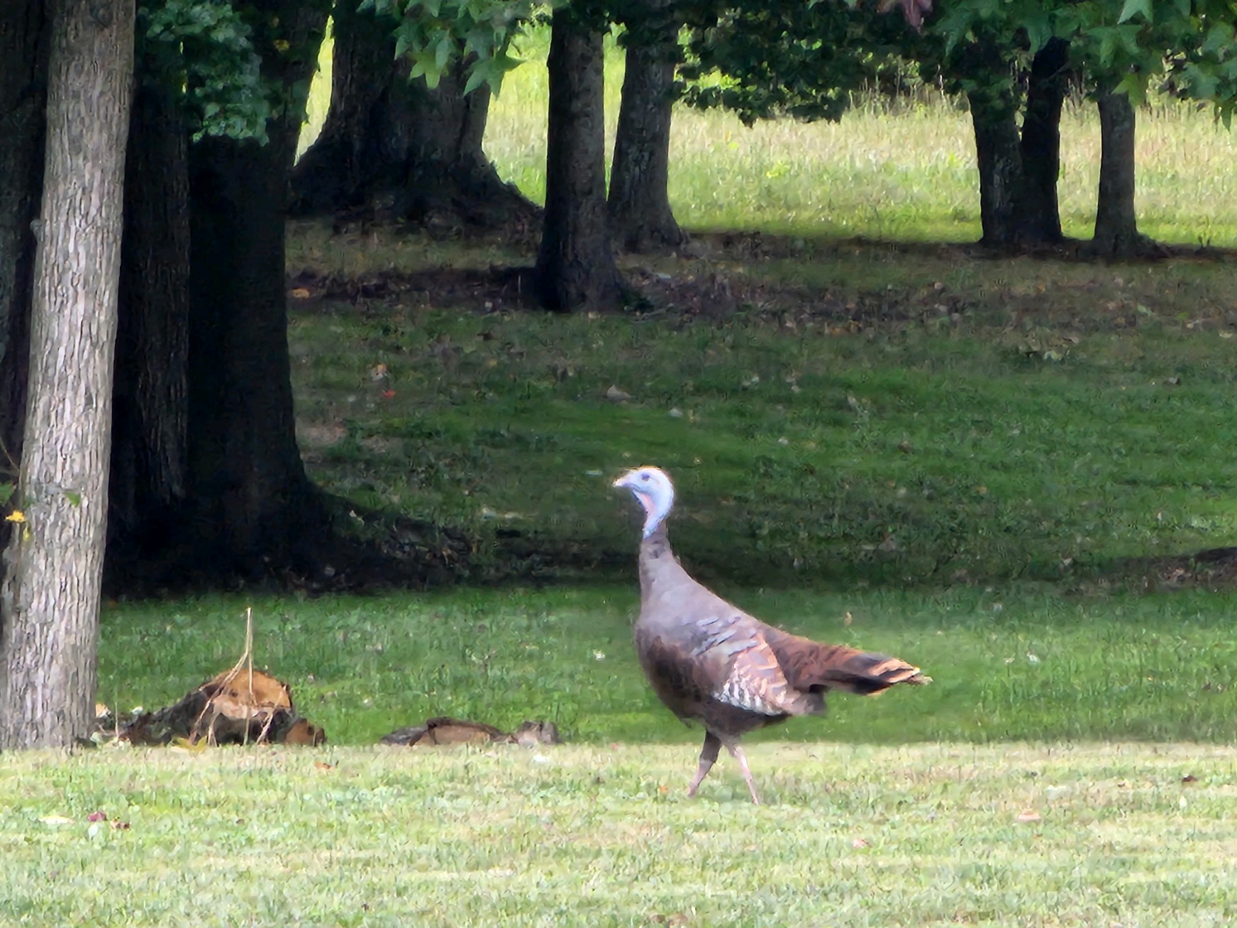 turkeys2.jpg