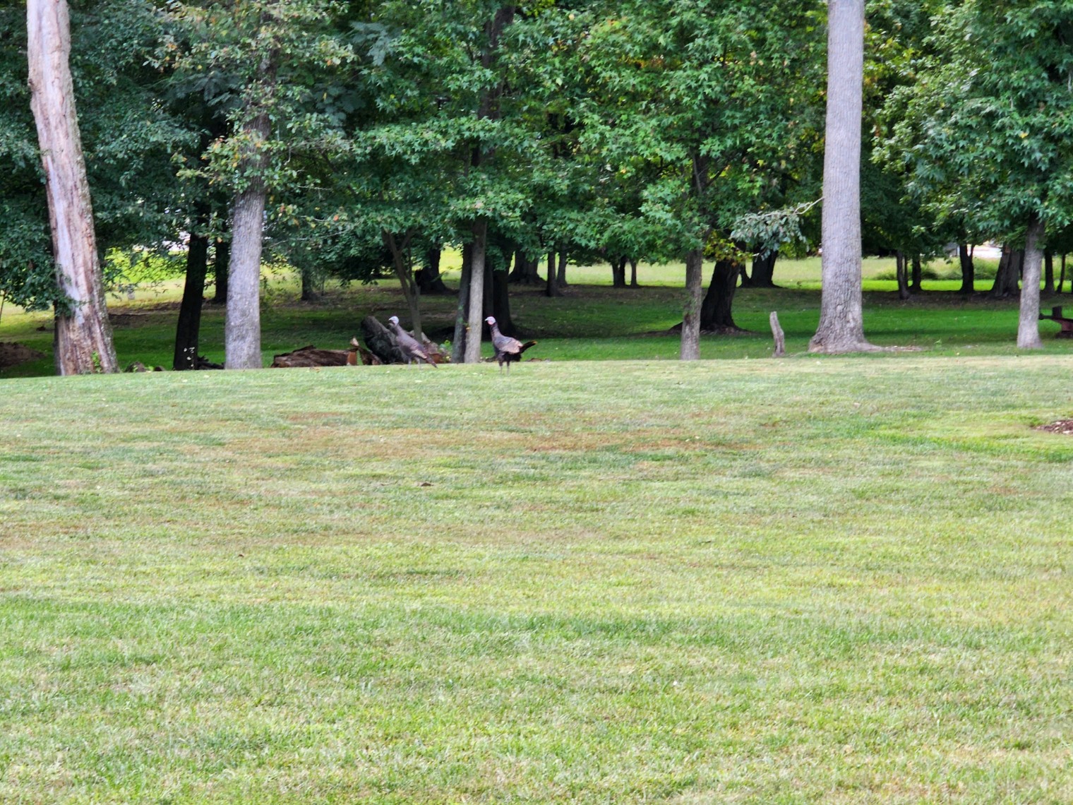 turkeys3.jpg