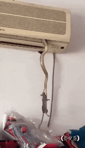UntidyNearArawana-size_restricted.gif