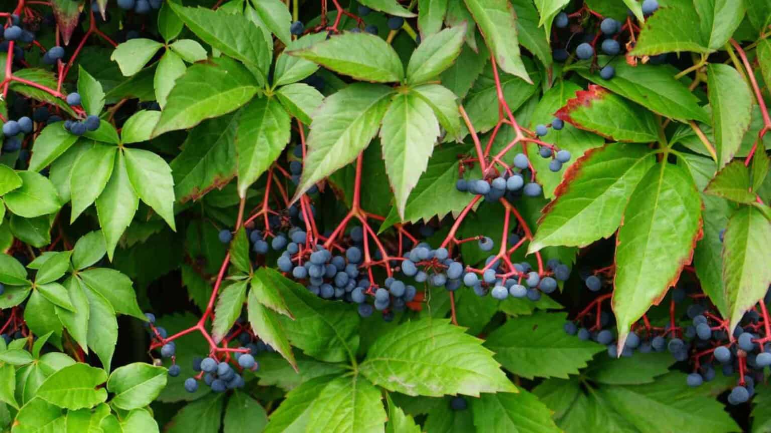 Virginia-Creeper-1536x864-3195561.jpg