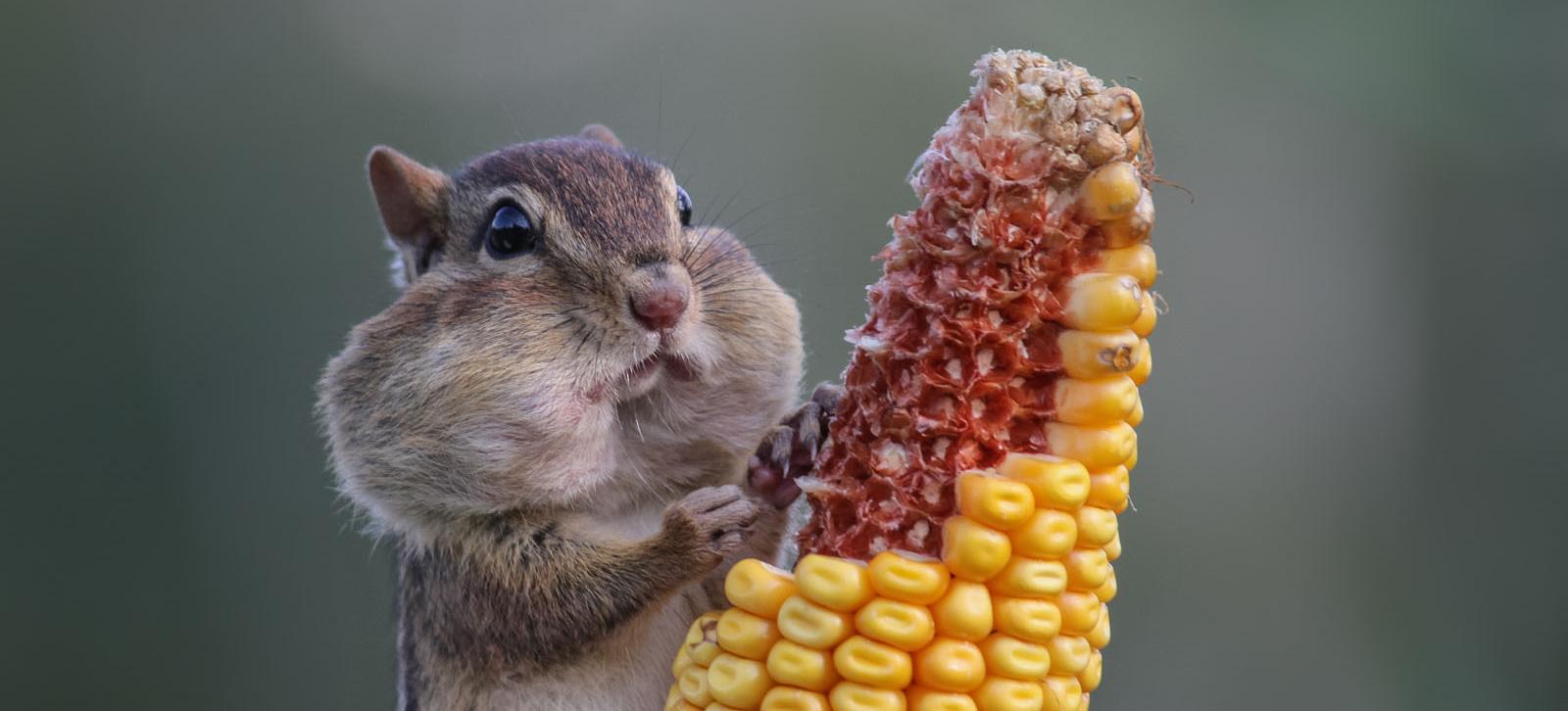 w-squirrel.jpg