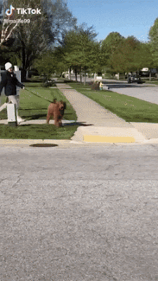 walk dog.gif