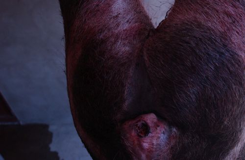 water buck heart shot.jpg
