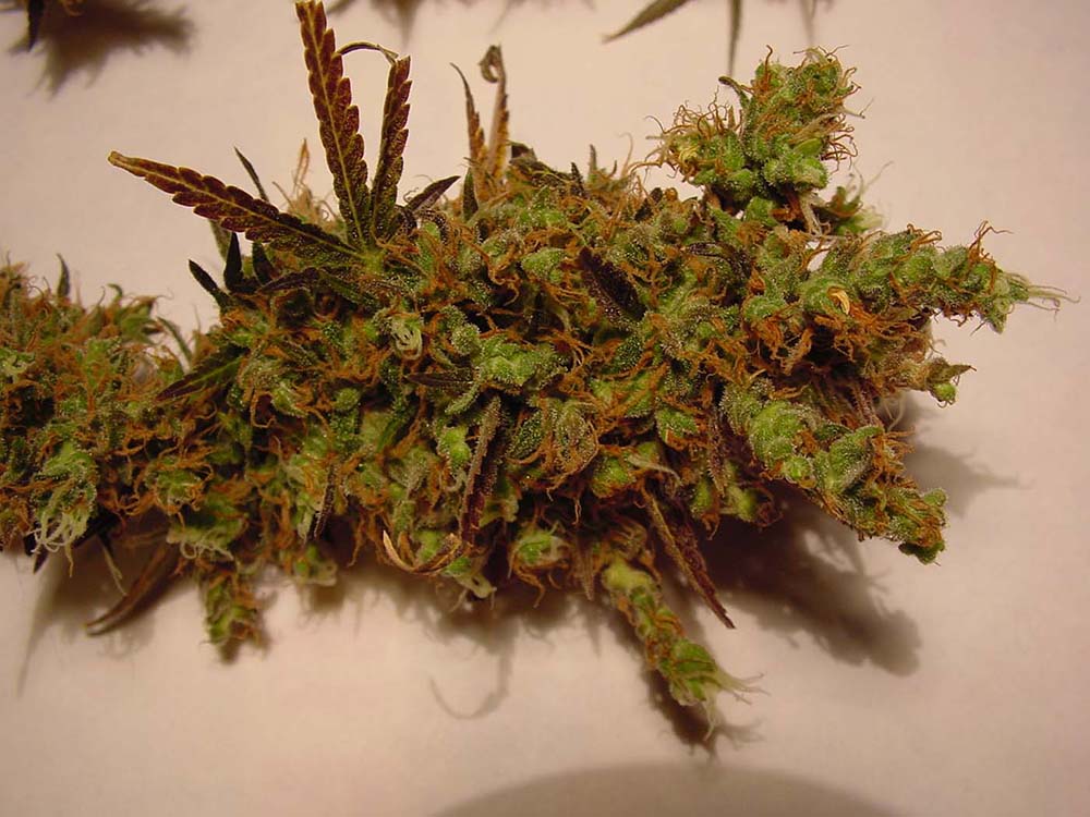 weed.jpg