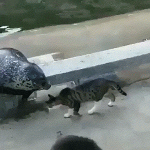 weekend-morning-awesomeness-35-photos-25.gif