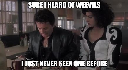 weevilCapture.JPG