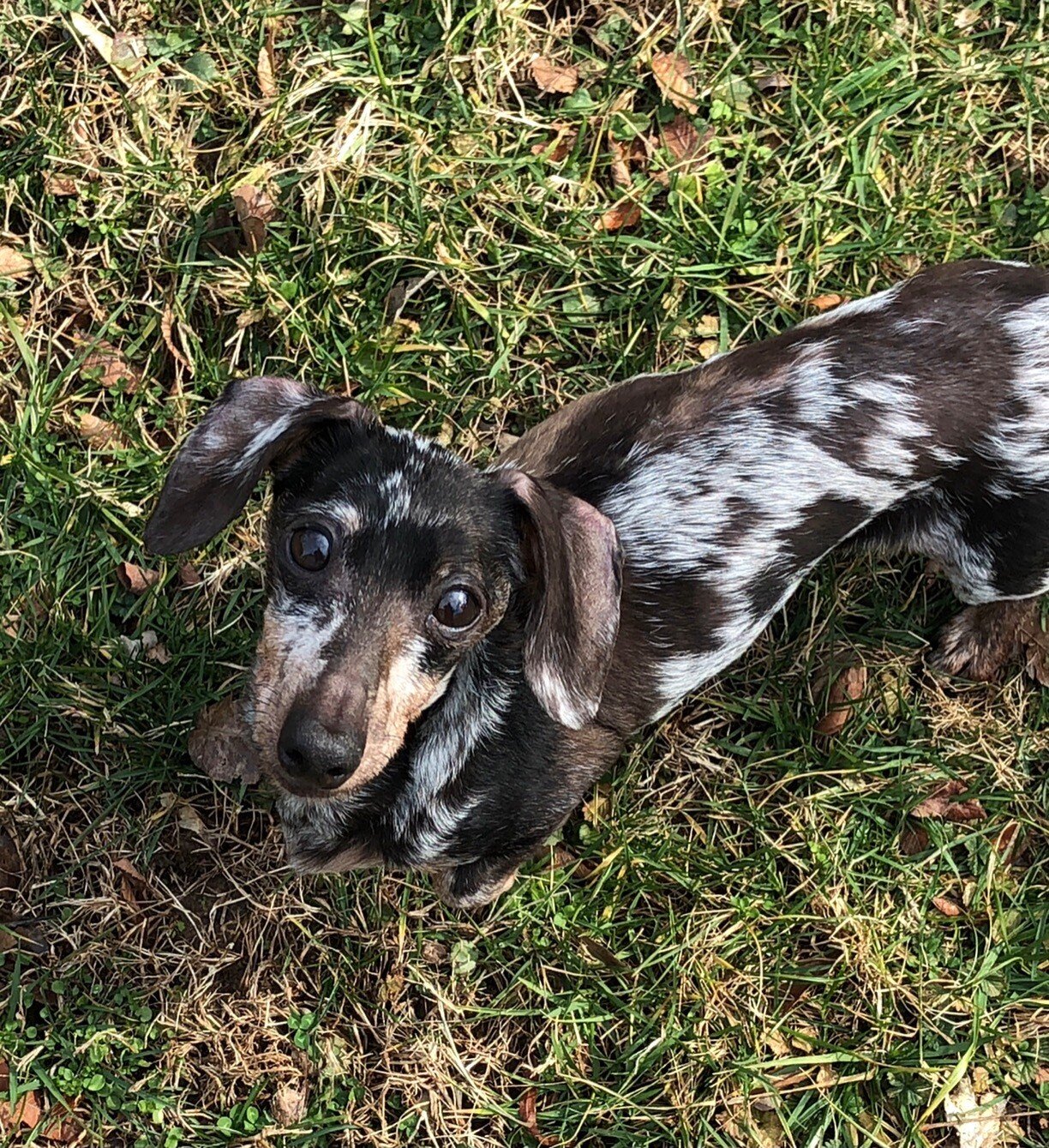 weiner dog.jpeg