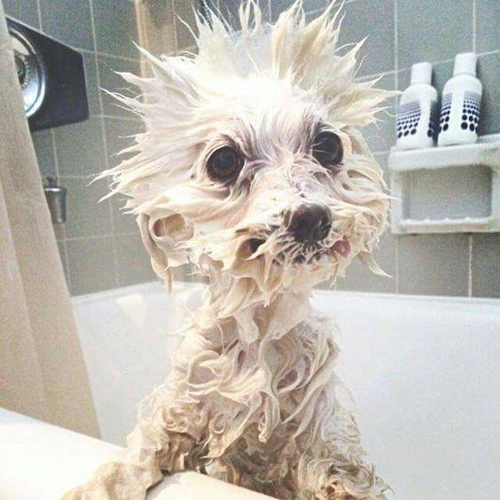 wet dog.jpeg