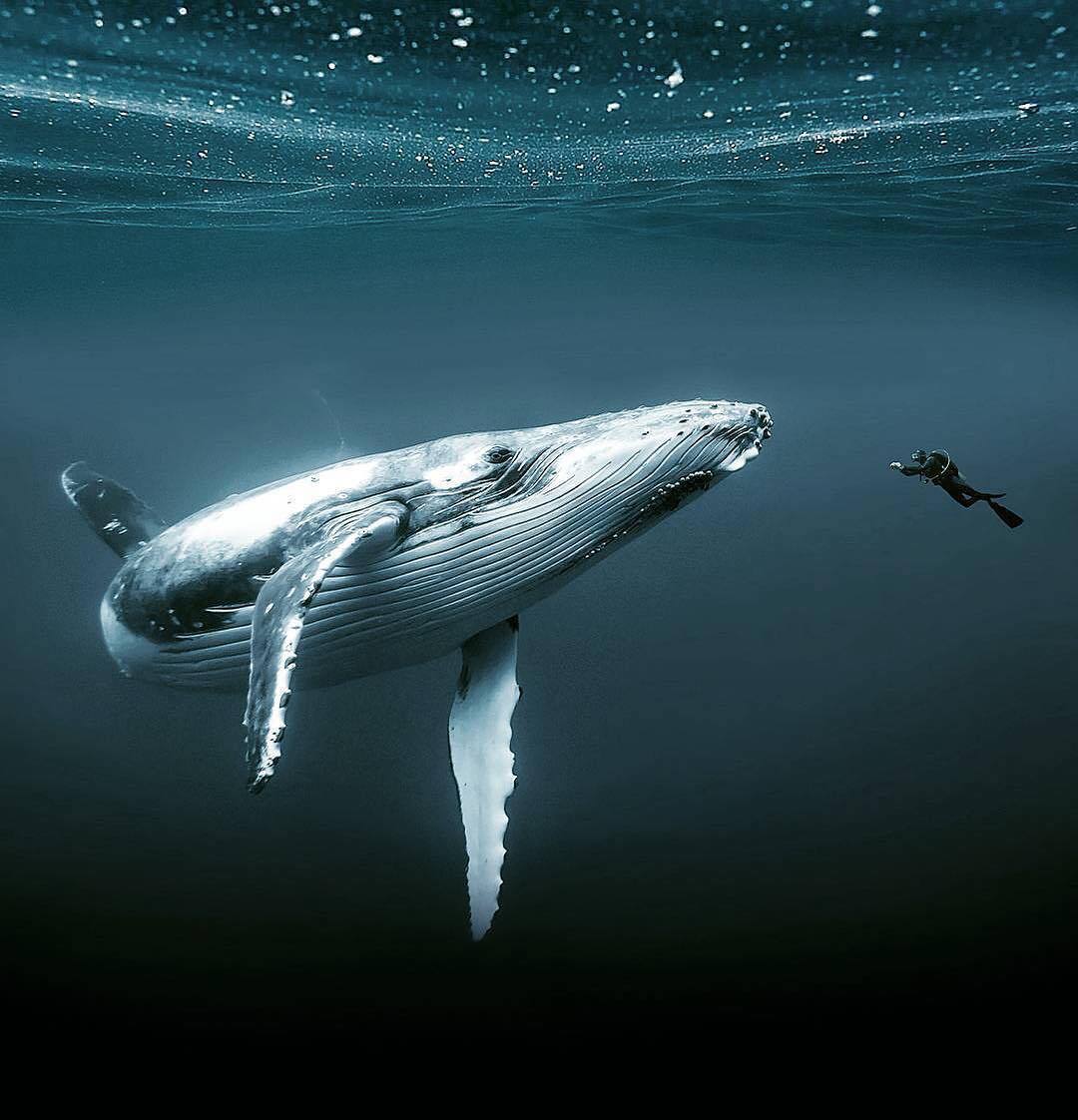 whale.jpeg