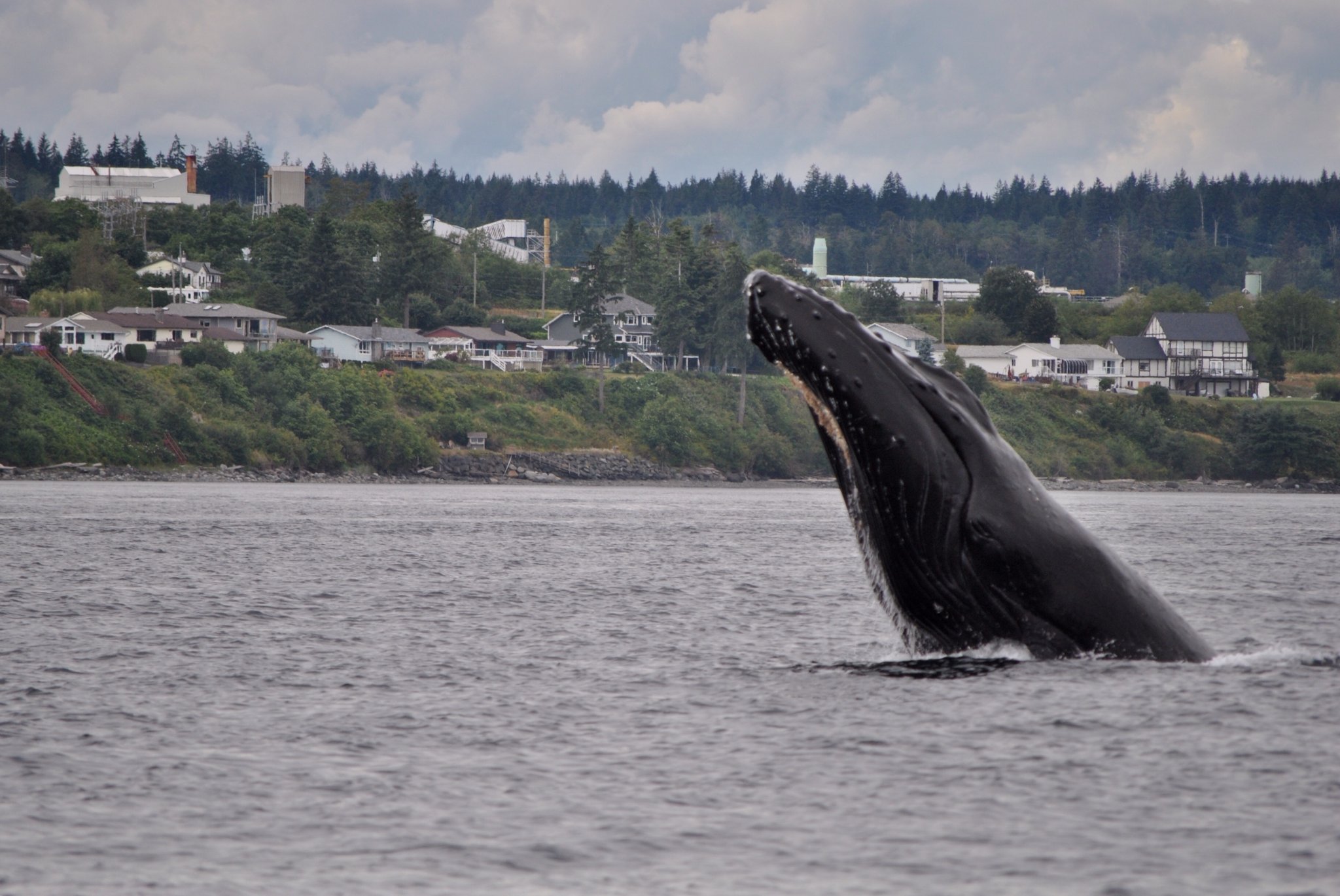 whale1.jpg