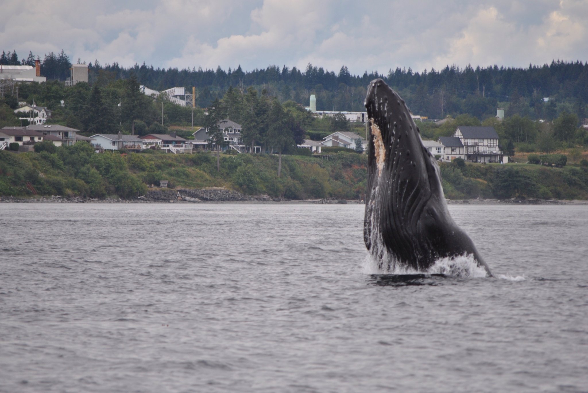 whale2.jpg