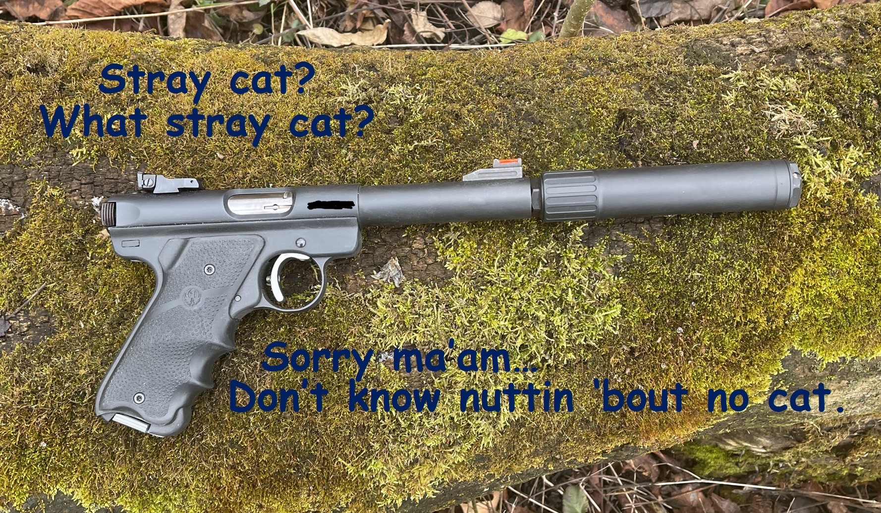 What cat.jpg