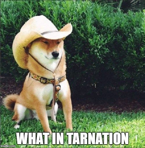 what in tarnation.jpg