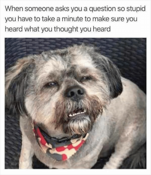 when-someone-asks-you-a-question-so-stupid-you-have-54457731.png