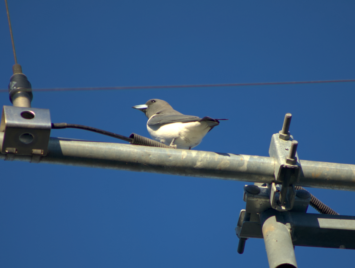 white breasted woodswallow.jpg