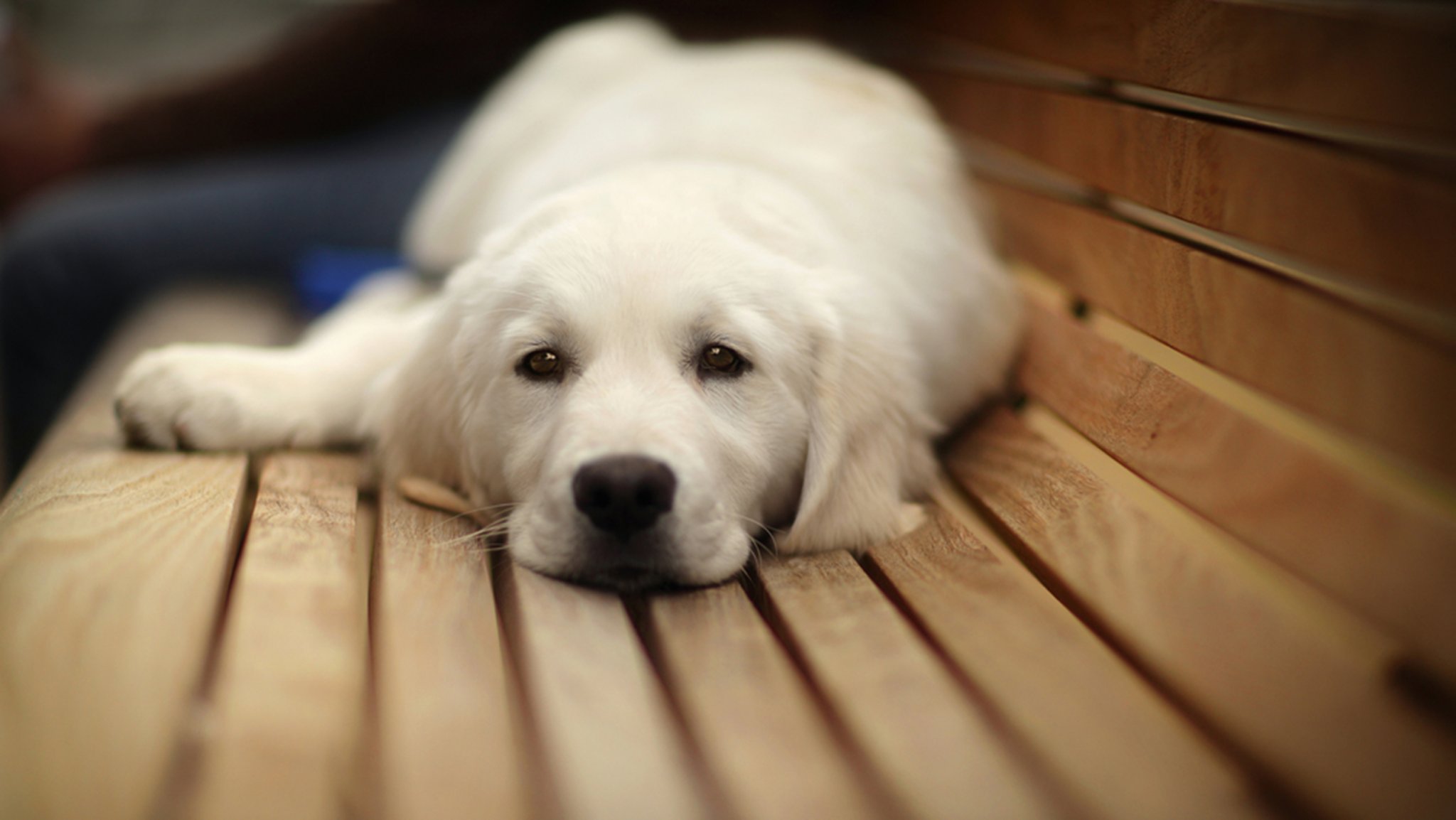 white pup.jpeg