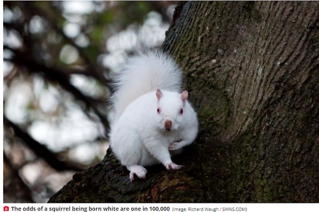 white squirrel.jpg