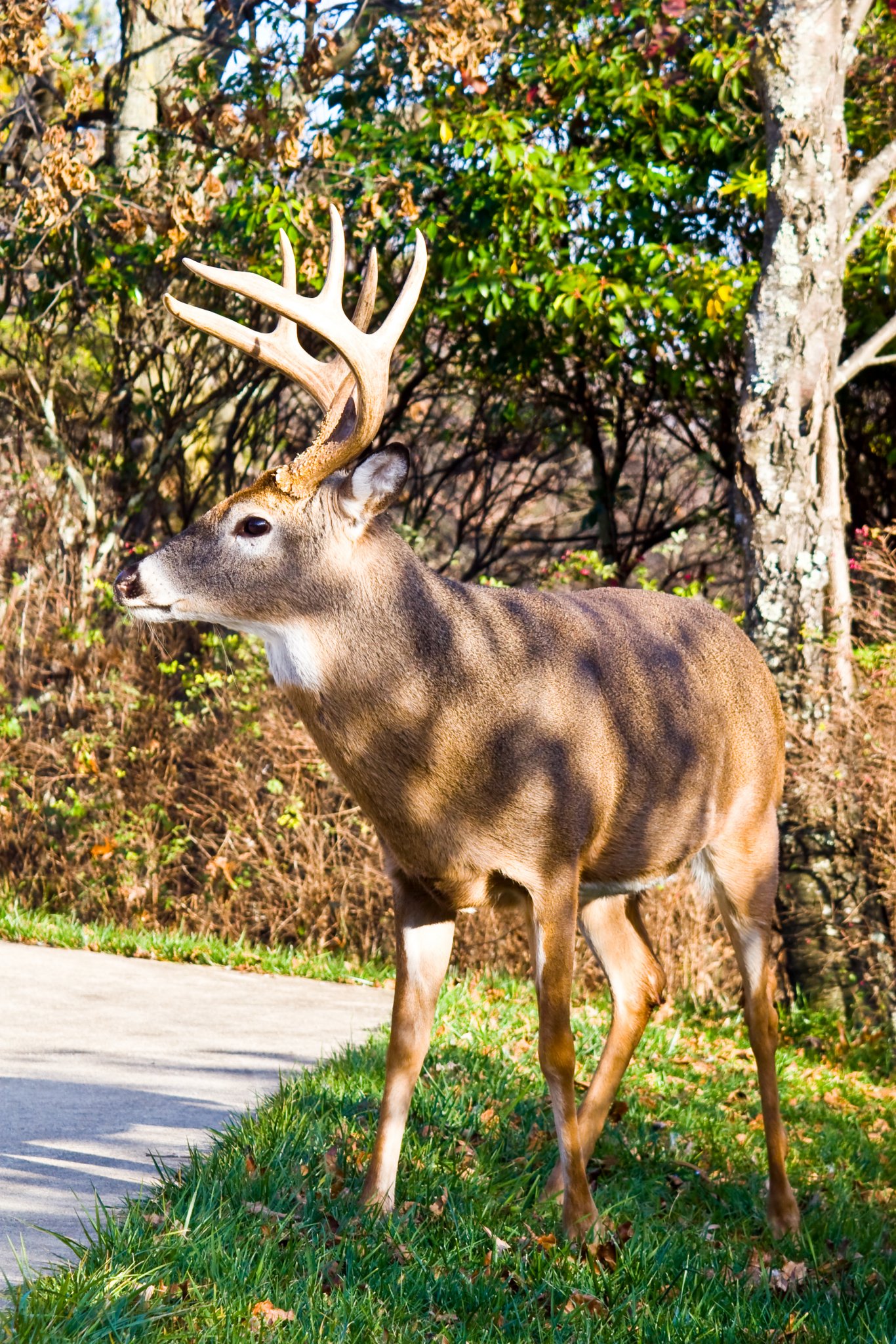 White Tailed Deer Buck November 2009 Skyline Drive.JPG