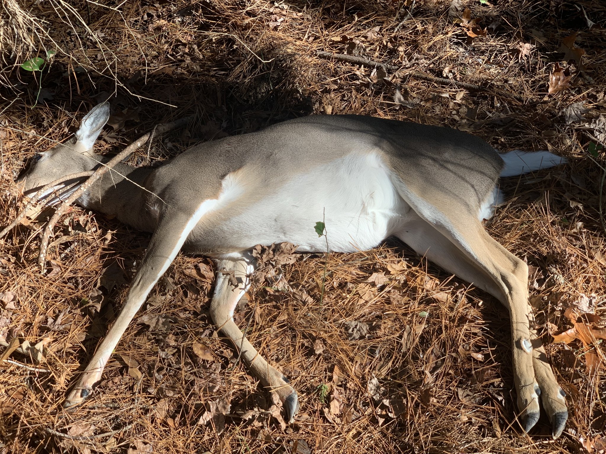 Whitetail 2022 How I found her.jpeg