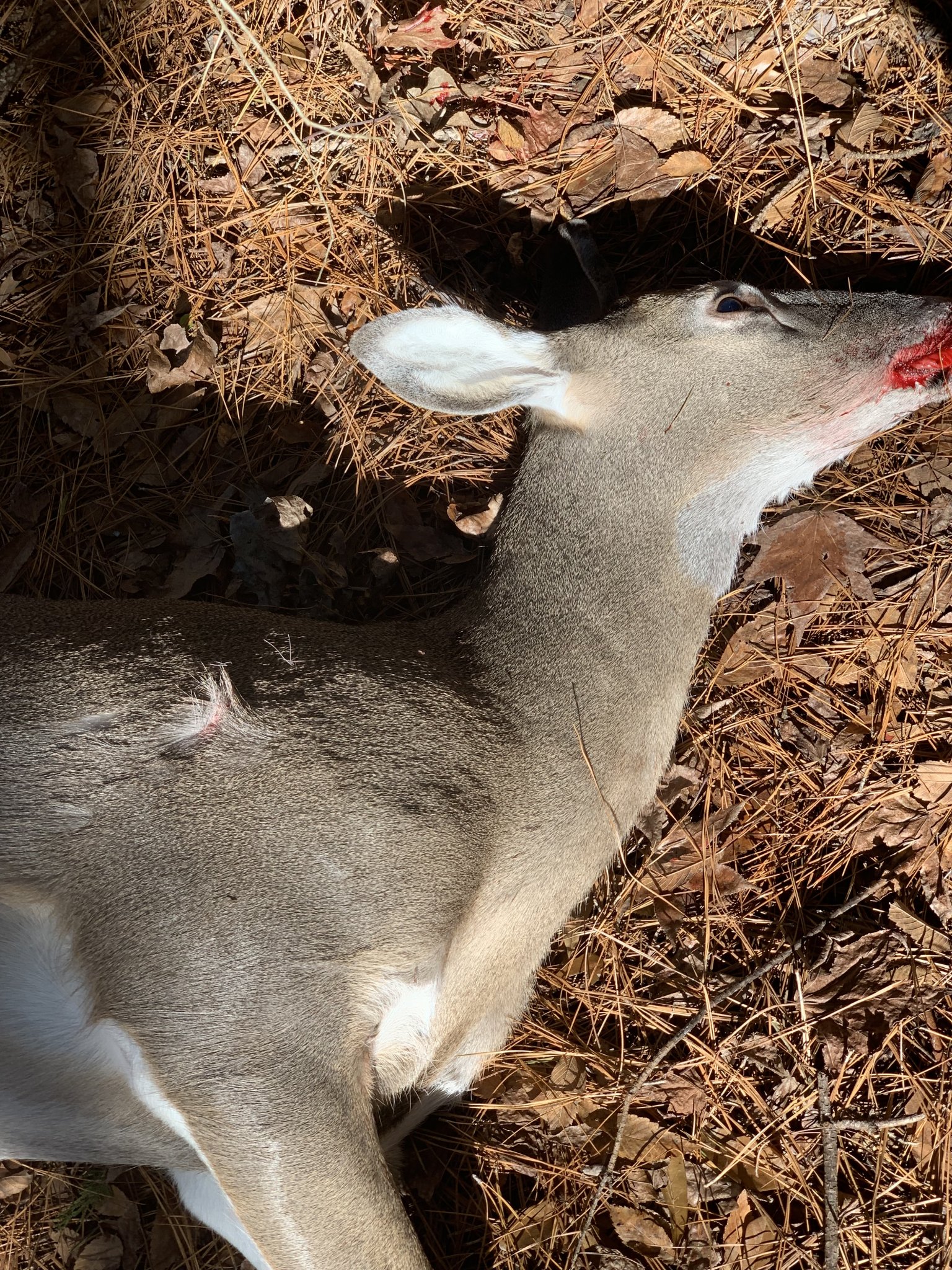 Whitetail Head and Closeup Exit Wound Right Shldr 2022.jpeg