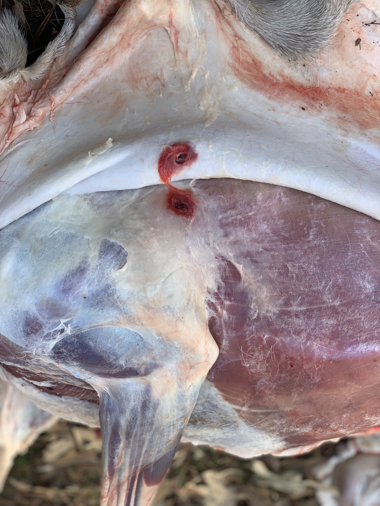 Whitetail POI High Left Shoulder Skinned 2022.jpg