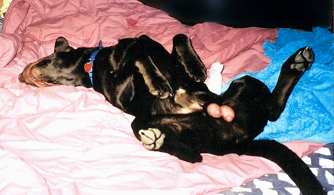 wilburandjeffnaptime - Copy_1533335393742.png
