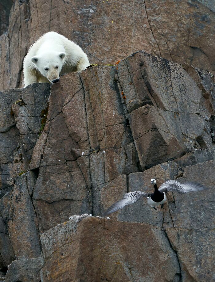 wildlife-photographer-of-the-year-2020-peoples-choice-42-60001a69965a9__700.jpg