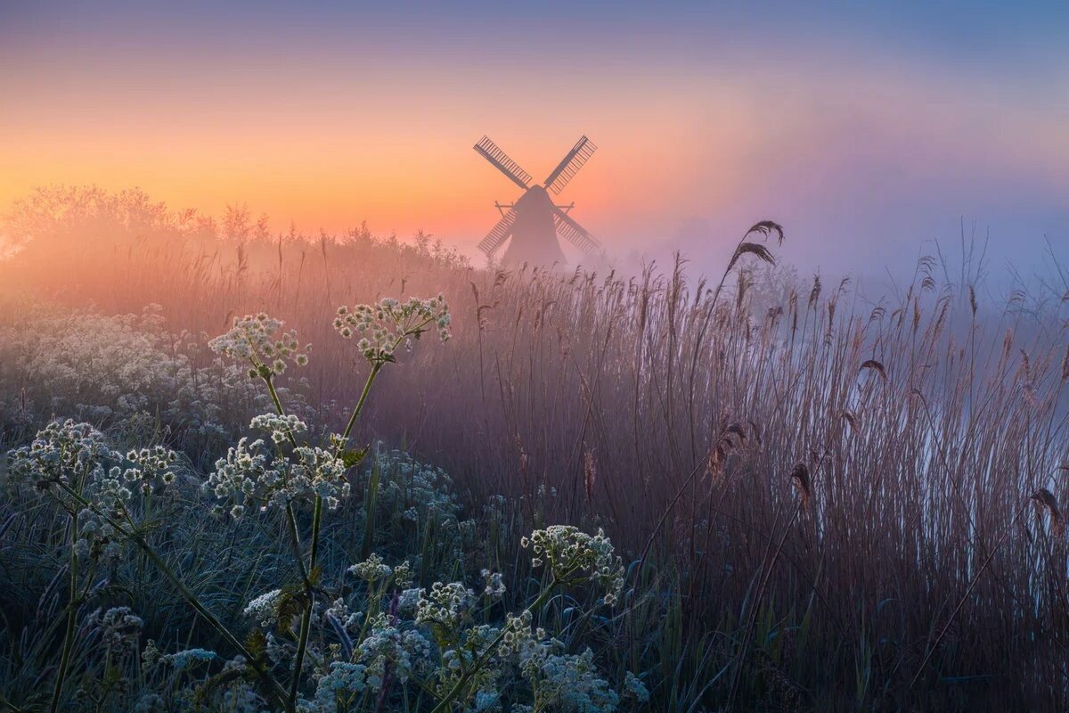windmill flowers.jpeg