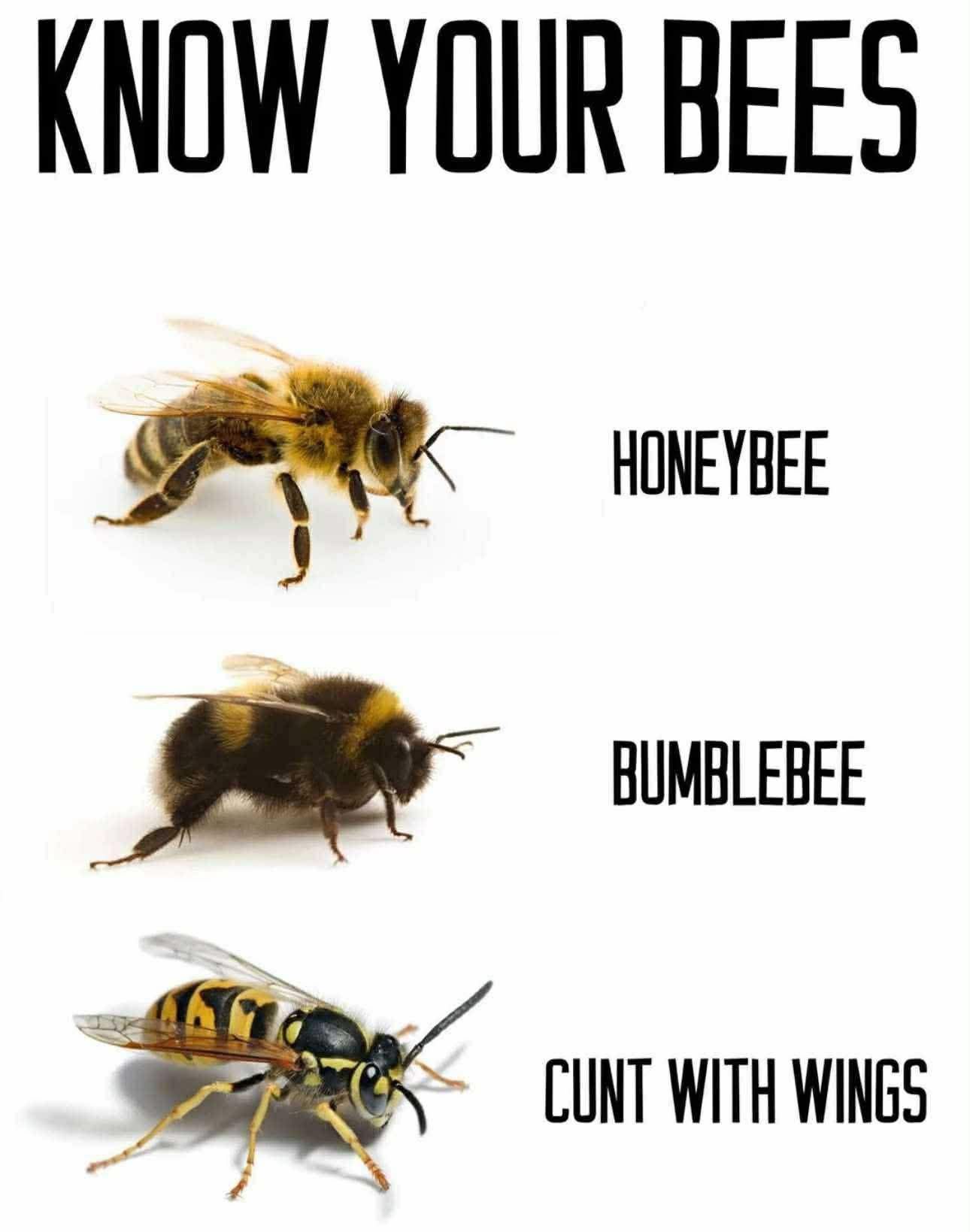 WINGS.jpg