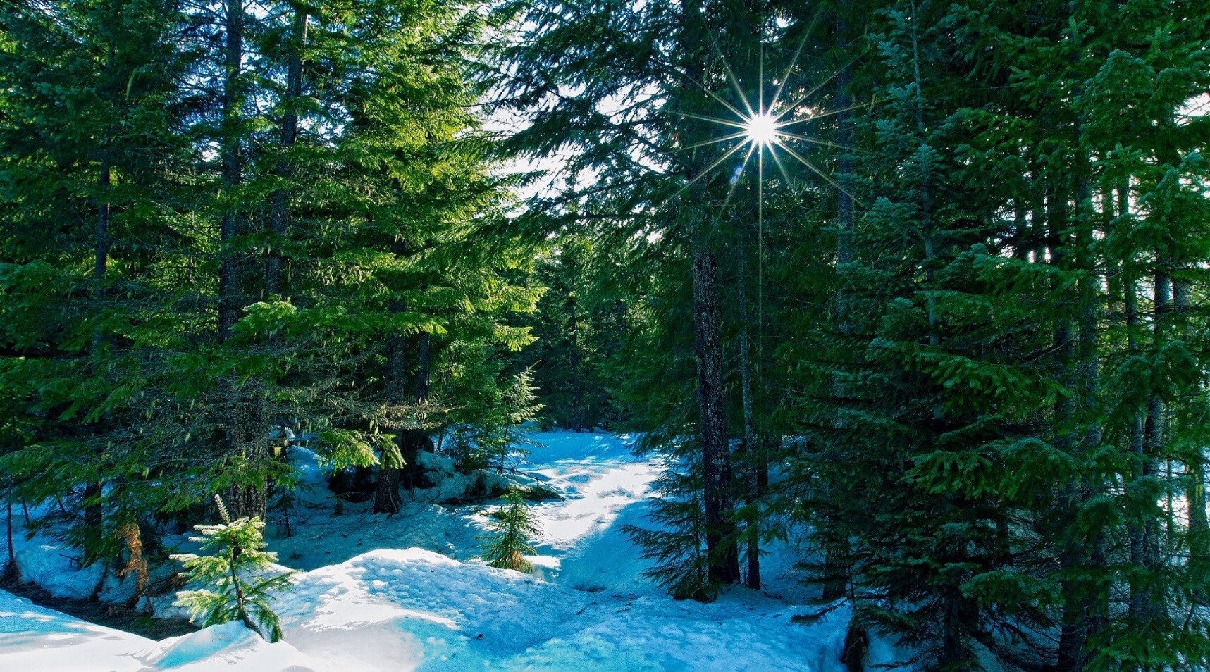 winter forest.jpg