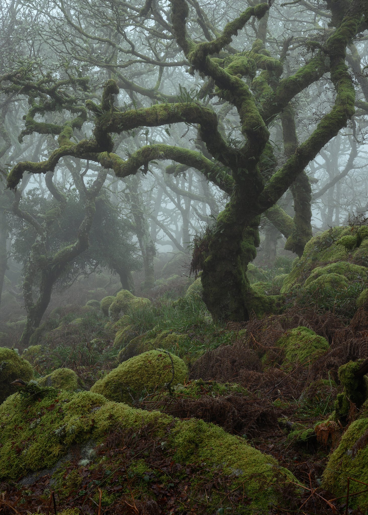 wistman's wood neil burnell.jpg