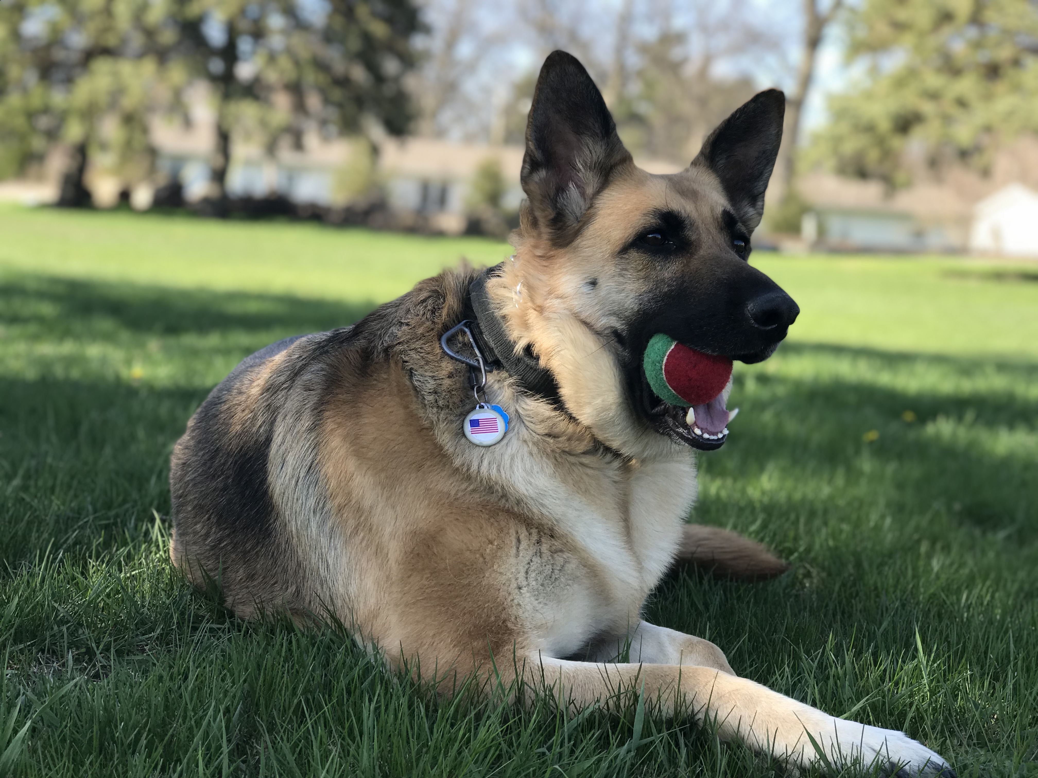 With tennis ball focus on Brandy.JPG