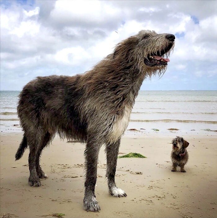 wolfhound.jpeg