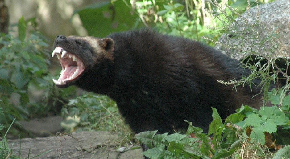 Wolverine.jpg