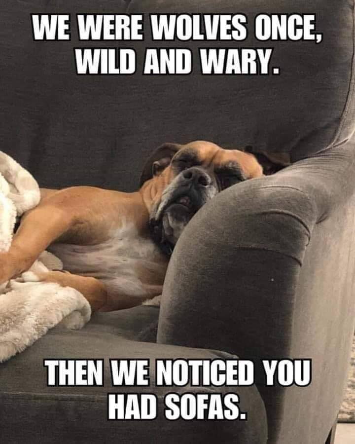 wolves once.jpeg