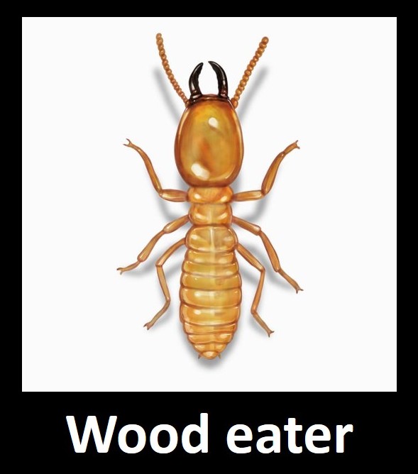 Wood eater.jpg