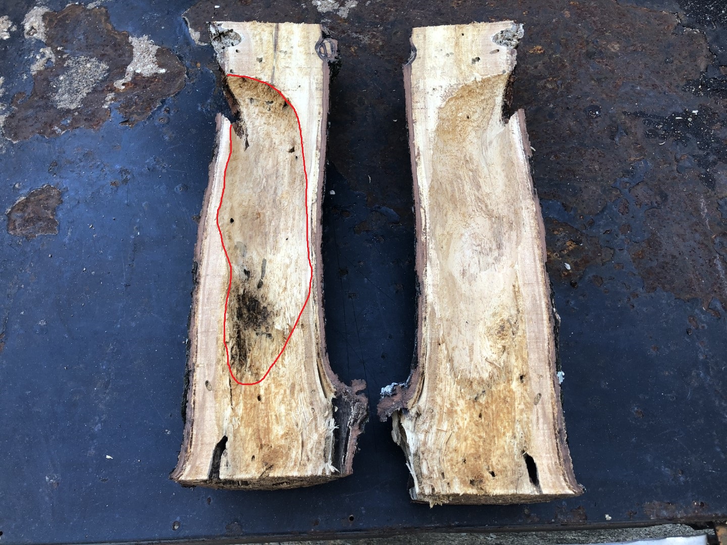 woodpecker cavity.JPG
