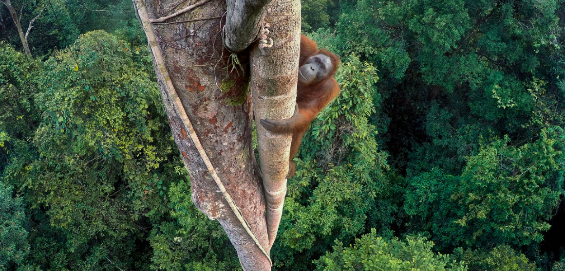 wpy52-tim-laman-photo-news.jpg