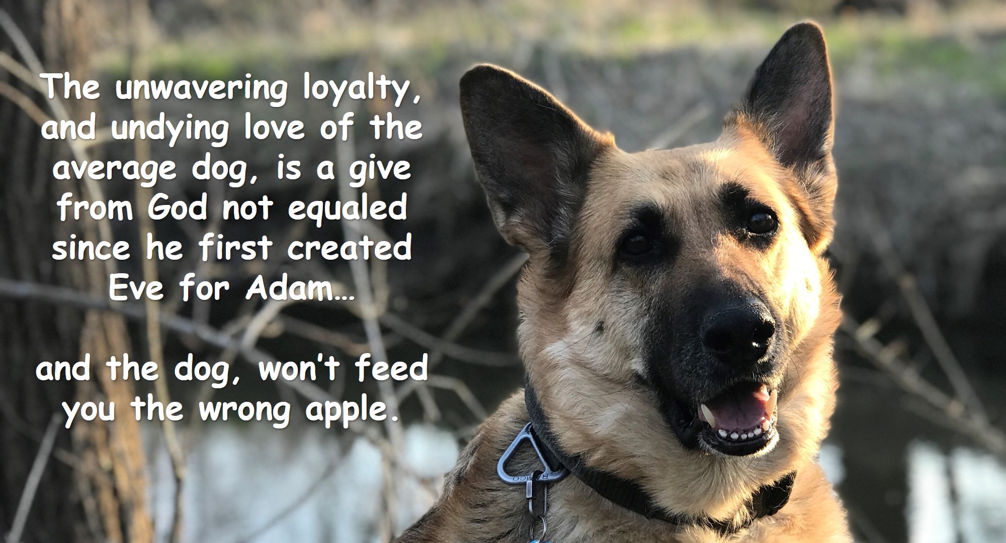 wrong apple.jpg